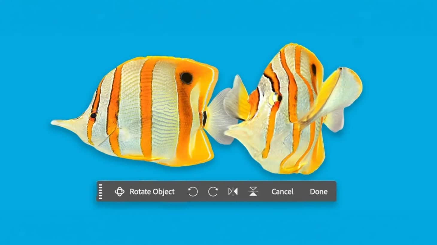 Adobe добавила Rotate Object в Photoshop 27.5.0