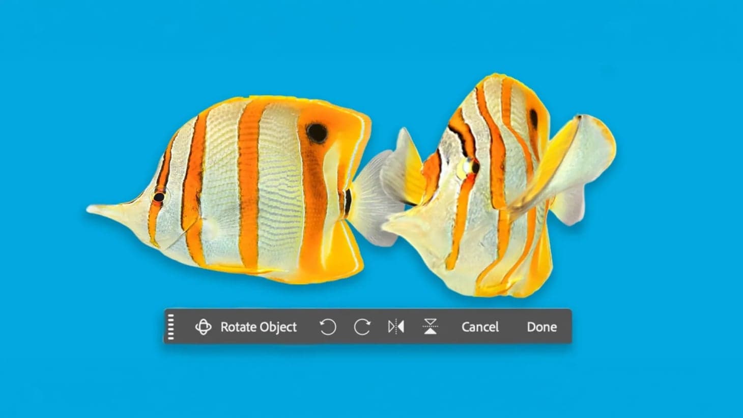 Adobe добавила Rotate Object в Photoshop 27.5.0