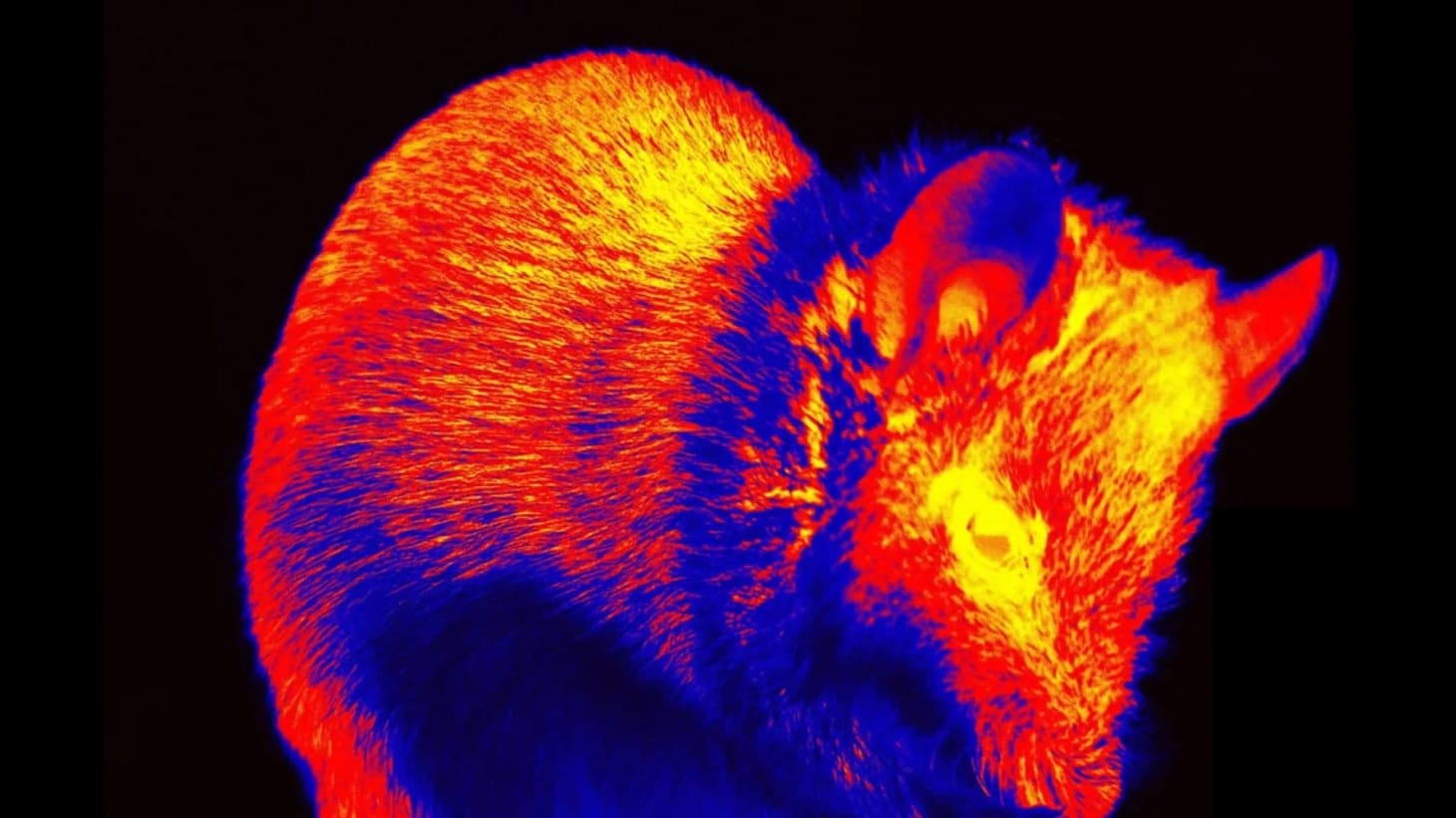 Allen Institute Turns Mouse Brain Signals into Video