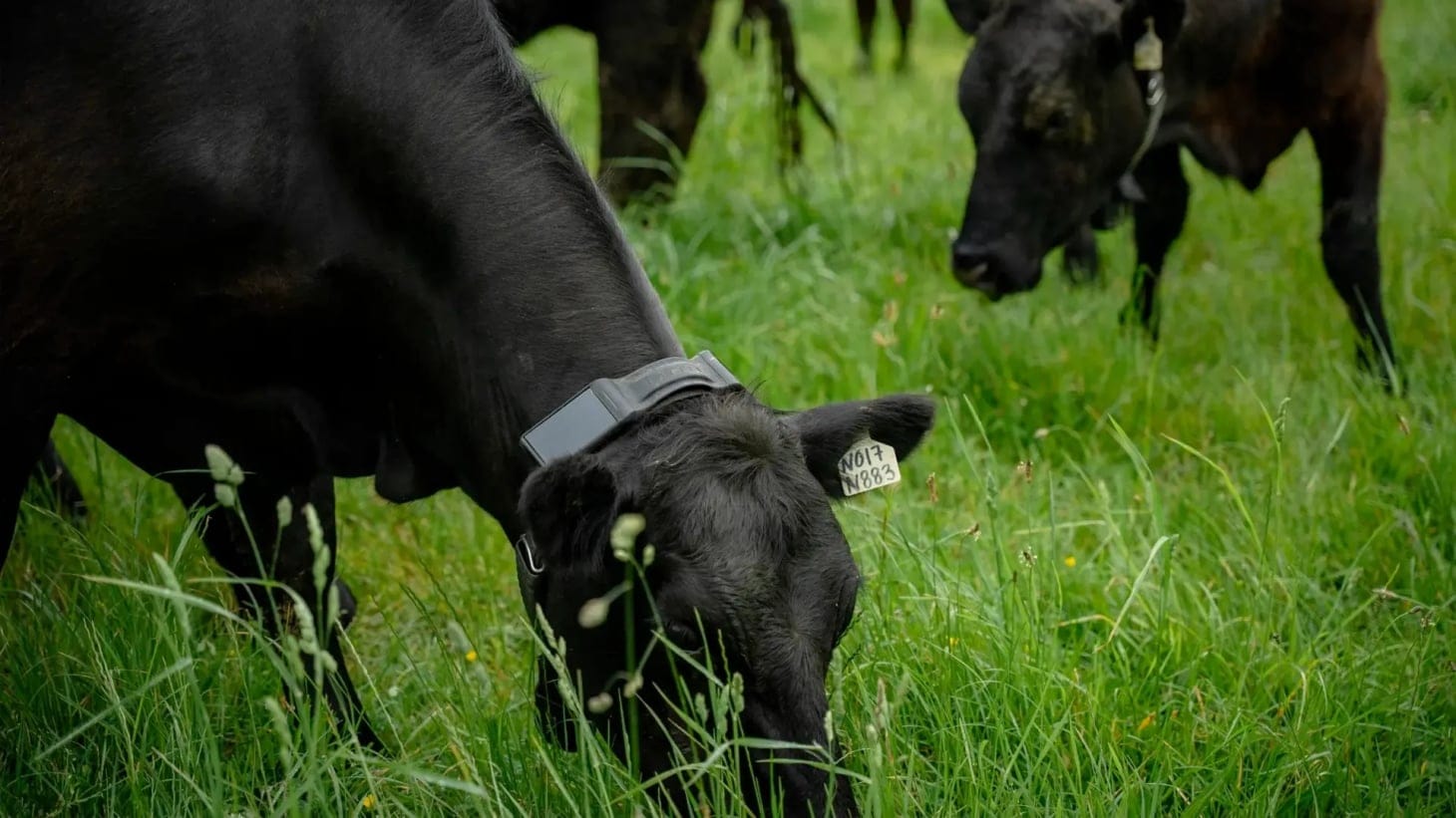Halter capta 2,000 millones para collares con IA